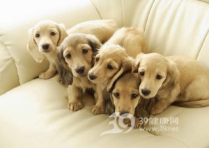 狗狗觸電了應該怎么