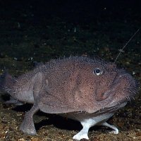 海底新物種－水下機器人