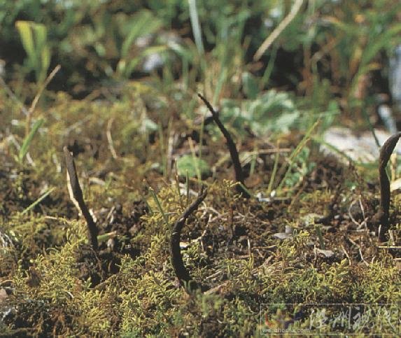 冬蟲夏草的形態