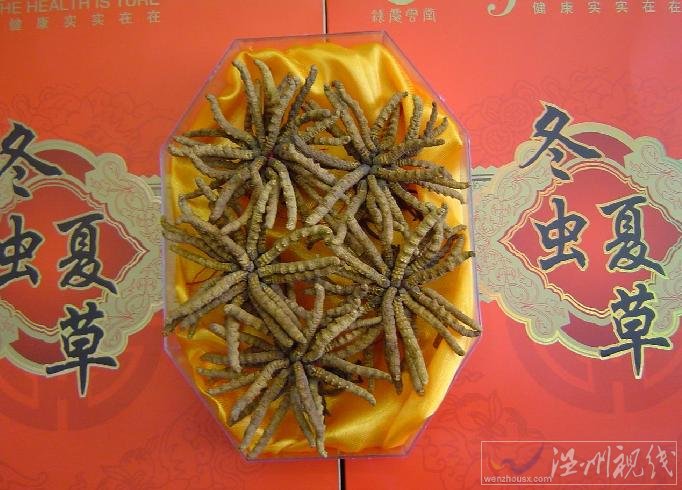 冬蟲夏草是什么