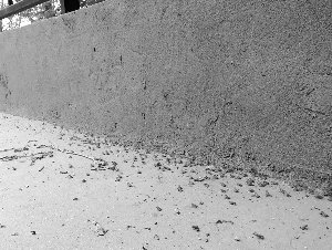 小蛤蟆集體出動(dòng)