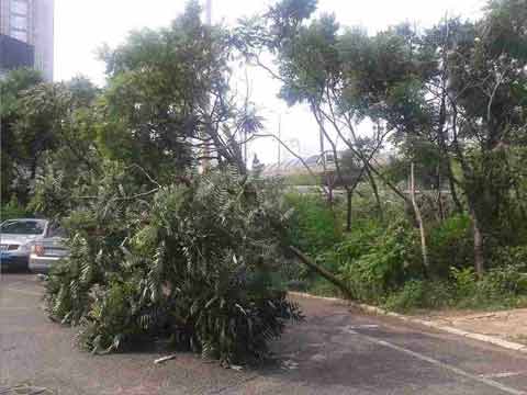 遼寧昨夜出現大風暴雨天氣