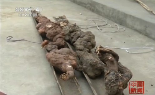 千年雌雄何首烏