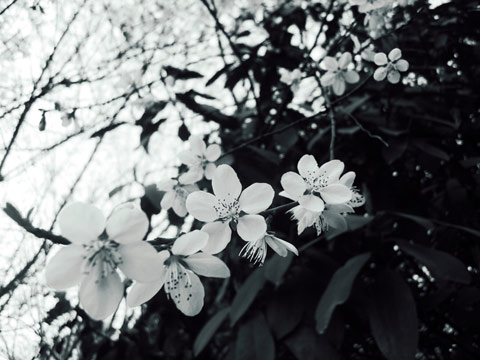 西安7日氣溫創50年來同期最高 8日晚大風降溫沙塵并至