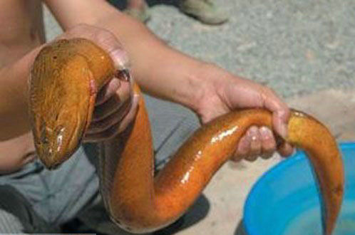 湖州長興36斤黃鱔