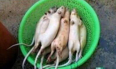 江蘇無錫嫌犯用老鼠肉冒充羊肉銷往蘇滬多地
