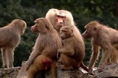 狒狒絕食抗議什么成謎 荷蘭公園112只狒狒集體絕食背