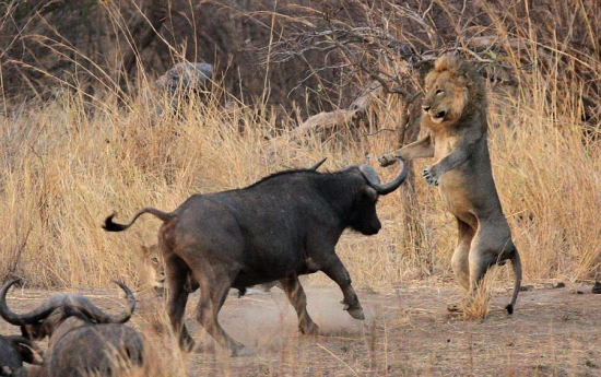 獅子與水牛大對決