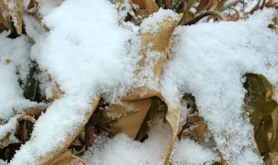 昆明2014年第一場雪