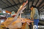 浙江h7n9最新消息 2014年7月1日起浙江設區市活禽市場