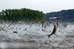 亞洲鯉魚入侵美國瘋狂繁殖 美國人說鯉魚不能吃是不