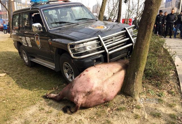 成都瘋牛撞傷行人