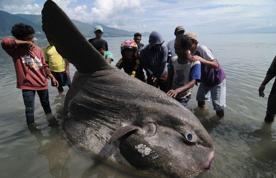 印尼漁民發(fā)現(xiàn)翻車魚