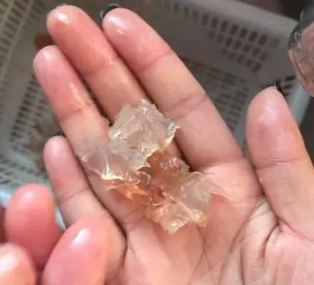 溫州市場現注膠蝦