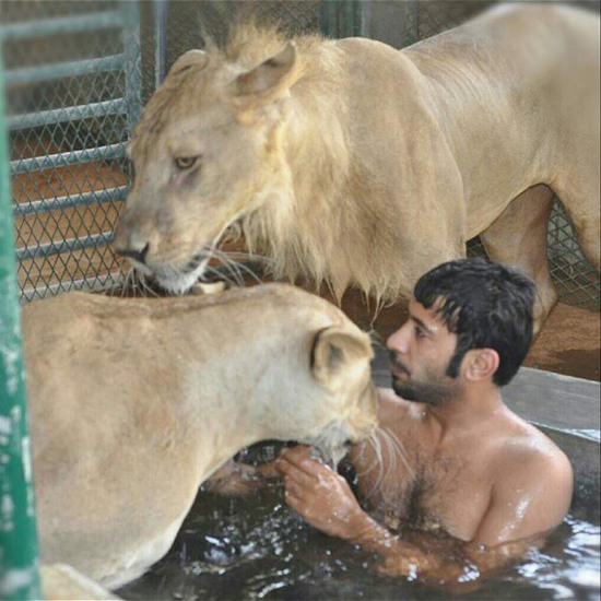 阿拉伯土豪的寵物老虎獅子