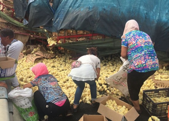 山東濱州沾化區村民哄搶小雞