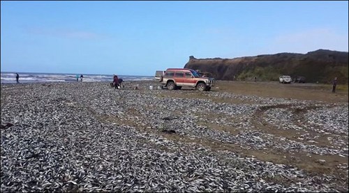 被凍僵之后沖上海灘的沙丁魚