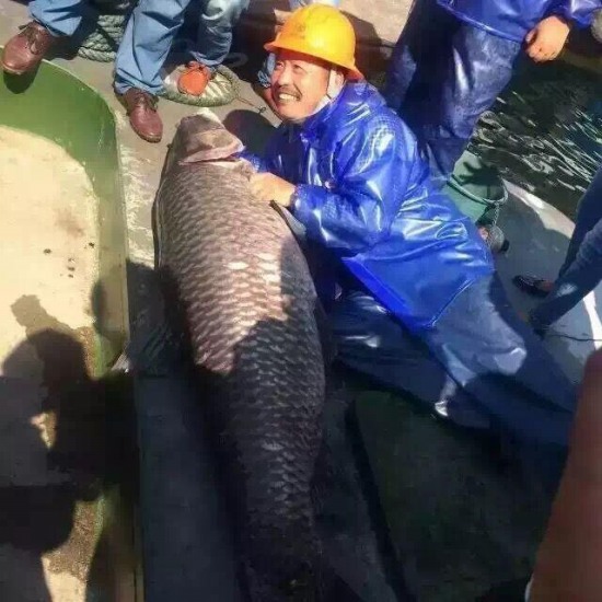 千島湖捕獲180斤魚(yú)王