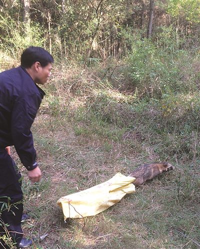 南京現(xiàn)神秘動(dòng)物