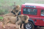 坦桑尼亞國家公園游覽車遭獅群圍攻