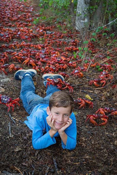 澳洲紅蟹大遷移