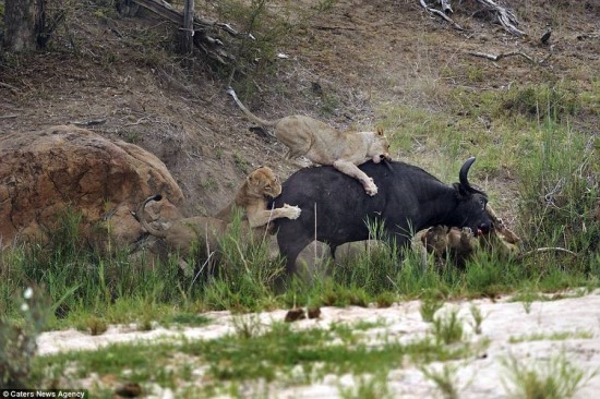 水牛被圍攻死斗獅群