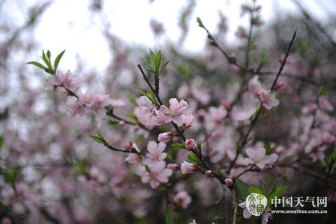 全國回暖勢不可擋 華北等地或提前入春