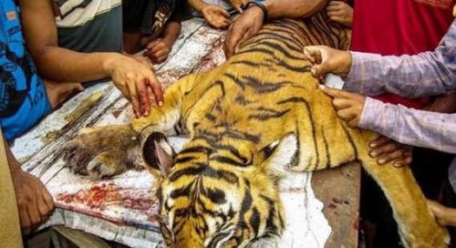 農民宰殺老虎吃肉