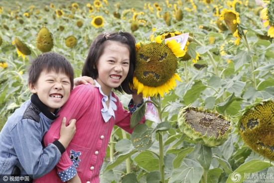 市民摳出葵花寶典