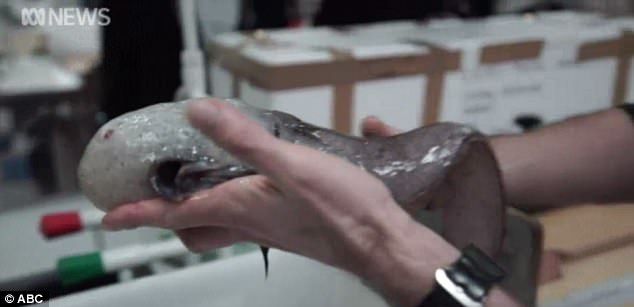 澳大利亞現無臉魚