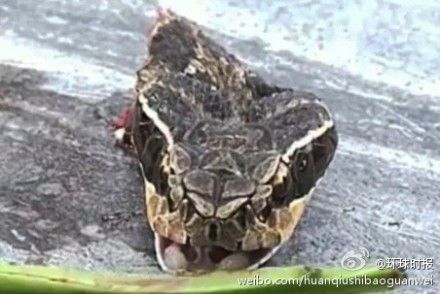 蛇被剪頭張口攻擊