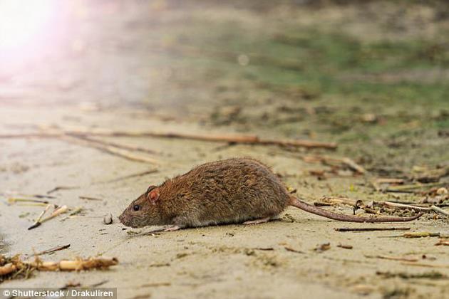 全球入侵物種地圖