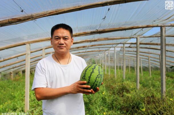 土豪金西瓜賺60萬