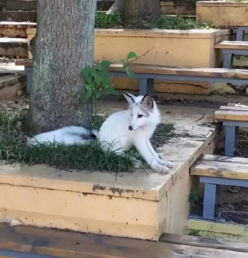 武漢大學小白狐