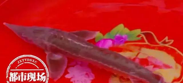 極其罕見！江西男子在贛江抓到&ldquo;怪魚&rdquo;，是國家一級保護動物