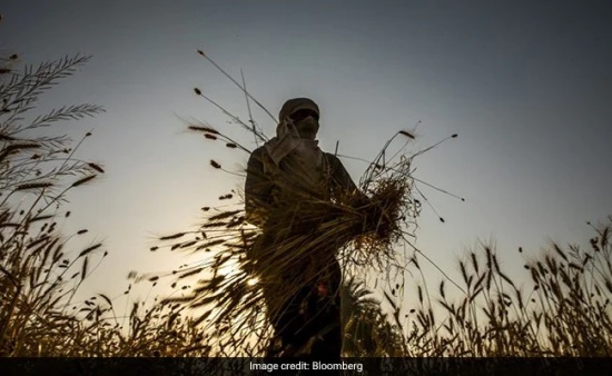 世界糧食價格在6月份出現一年來首次下跌：糧食及農業組織的食品價格指數上個月平均為124.6點