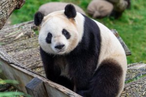 華盛頓國家動物園三只大熊貓今年12月返回中國