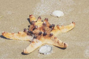 科學家解開50多億只海