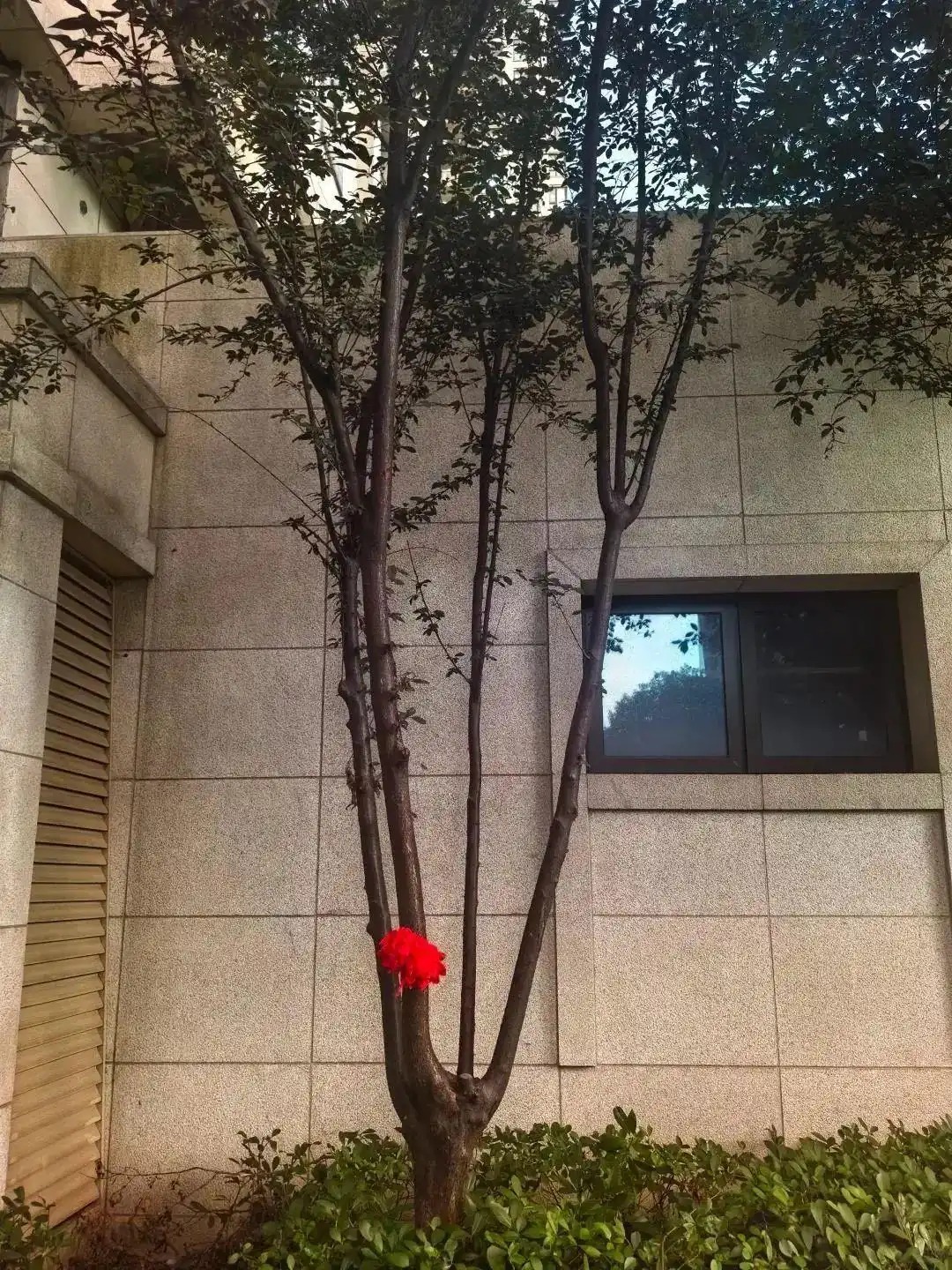 杭州3歲男孩從18樓墜落奇跡生還：這棵小樹救命！