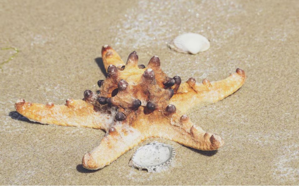 海星通常有五條臂