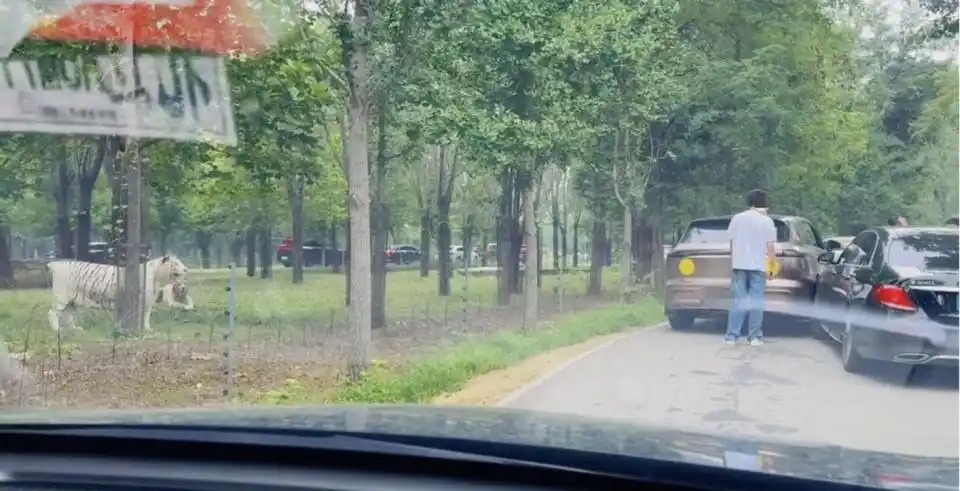 動物園內多名游客下車當老虎面吵架