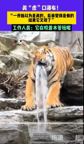 河南一老虎咬水管玩成&ldquo;虎口瀑布&rdquo;
