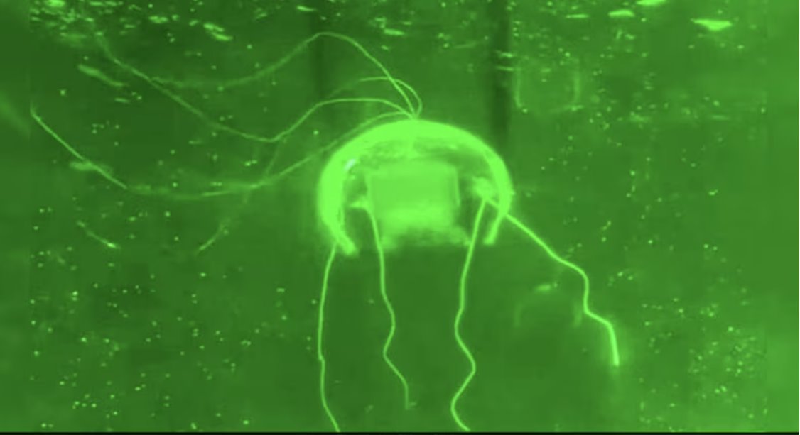 中國科學家研發出一種類似水母的機器人，被稱為&ldquo;水下幻影&rdquo;，專為水下任務而設計。