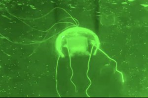 西北工業大學研制出