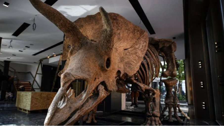 在印度北方邦薩哈蘭普爾發現疑似三角龍的化石